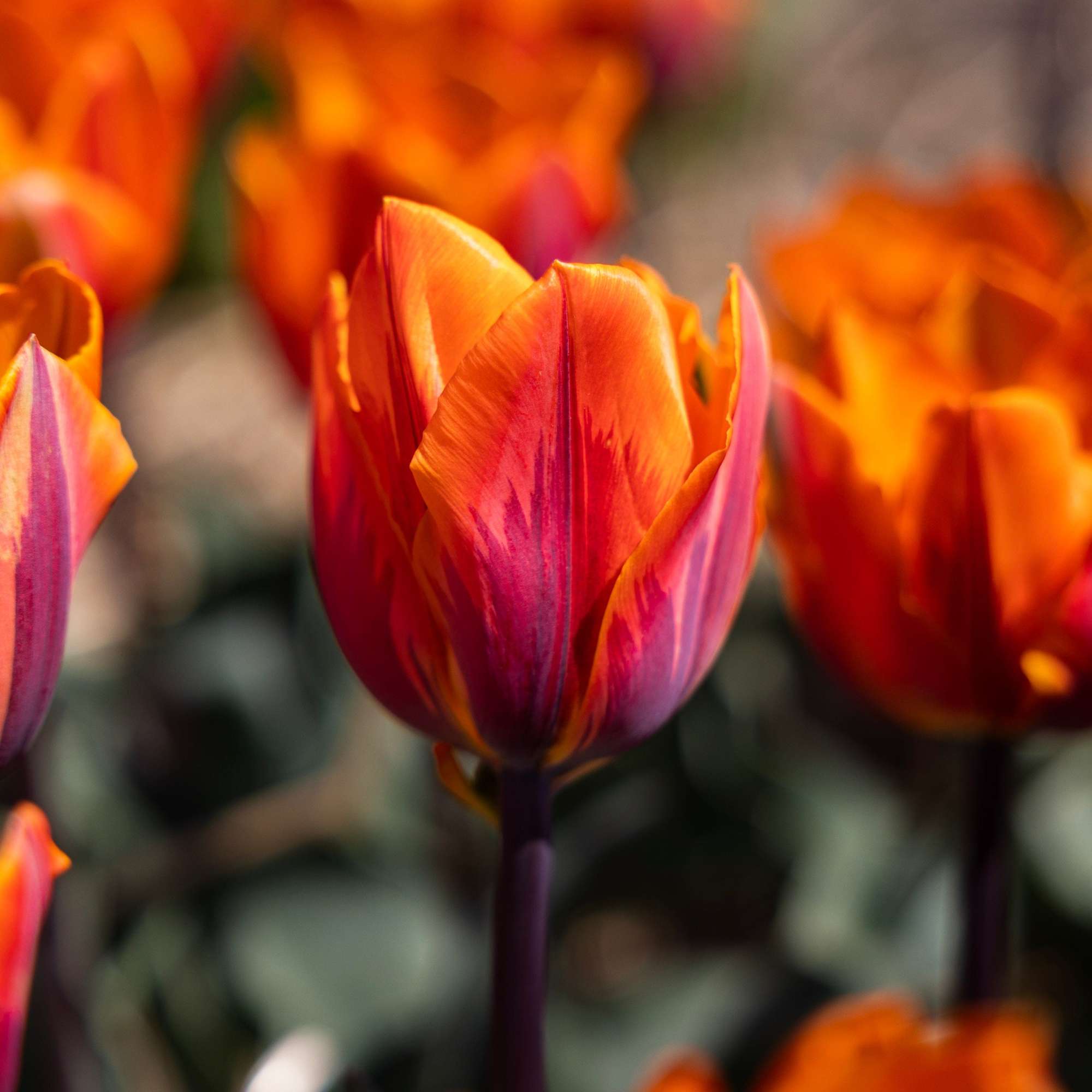 Tulpan 'Princess Irene'